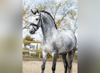 PRE Mix, Stallion, 5 years, 16 hh, Gray