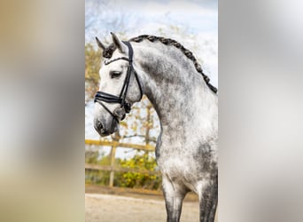 PRE Mix, Stallion, 5 years, 16 hh, Gray