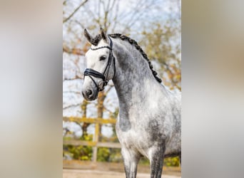 PRE Mix, Stallion, 5 years, 16 hh, Gray