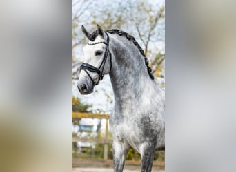 PRE Mix, Stallion, 5 years, 16 hh, Gray