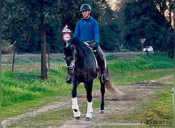 PRE, Stallion, 5 years, 16 hh, Gray