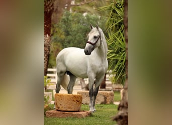 PRE, Stallion, 5 years, 16 hh, Gray-Fleabitten