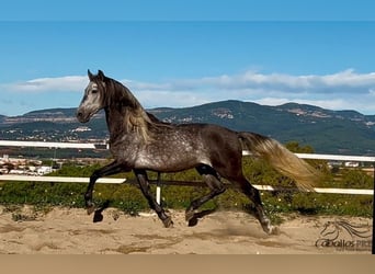 PRE, Stallion, 5 years, 16 hh, Gray