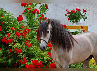 PRE, Stallion, 5 years, 16 hh, Gray-Red-Tan