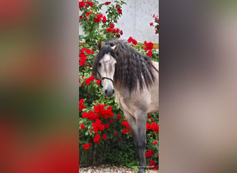 PRE, Stallion, 5 years, 16 hh, Gray-Red-Tan