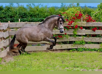 PRE, Stallion, 5 years, 16 hh, Gray-Red-Tan