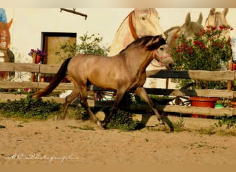 PRE, Hengst, 5 Jahre, 16 hh, Rotschimmel