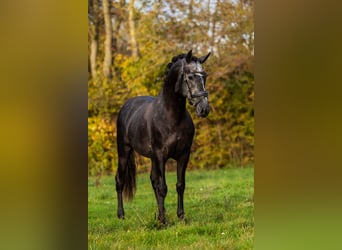PRE, Stallion, 5 years, 16 hh, Grey-Blue-Tan