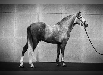 PRE, Stallion, 5 years, 16 hh, Grey-Dapple