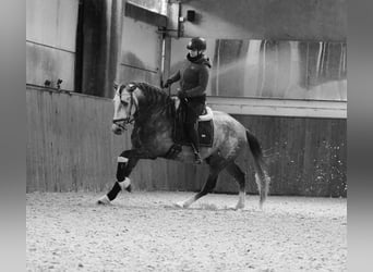 PRE, Stallion, 5 years, 16 hh, Grey-Dapple