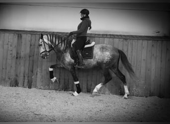 PRE, Stallion, 5 years, 16 hh, Grey-Dapple