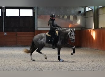 PRE, Stallion, 5 years, 16 hh, Grey-Dapple