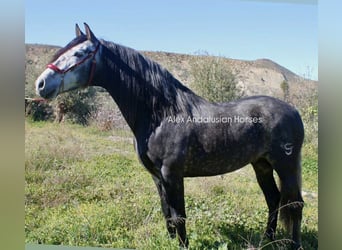 PRE Mix, Stallion, 5 years, 16 hh, Grey-Dapple