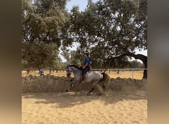 PRE Mix, Stallion, 5 years, 16 hh, Grey