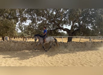 PRE Mix, Stallion, 5 years, 16 hh, Grey