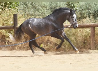 PRE, Stallion, 5 years, 16 hh, Grey