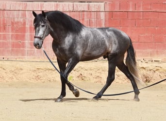 PRE, Stallion, 5 years, 16 hh, Grey