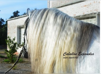 PRE Mix, Stallion, 5 years, 16 hh, Grey