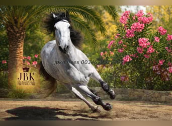 PRE, Stallion, 5 years, 16 hh, Grey