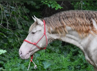 PRE, Stallion, 5 years, 16 hh, Pearl