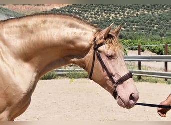 PRE, Stallion, 5 years, 16 hh, Pearl
