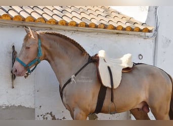 PRE, Stallion, 5 years, 16 hh, Pearl