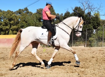 PRE, Stallion, 5 years, 16 hh, Pearl