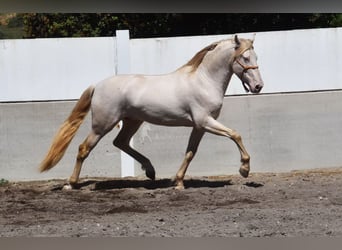 PRE, Stallion, 5 years, 16 hh, Perlino