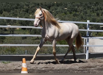 PRE, Stallion, 5 years, 16 hh, Perlino