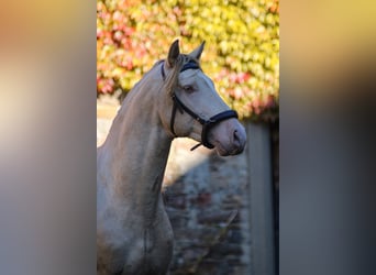 PRE, Stallion, 5 years, 16 hh, Perlino