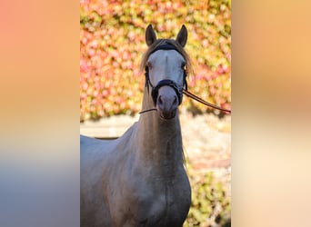 PRE, Stallion, 5 years, 16 hh, Perlino