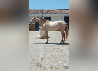 PRE, Stallion, 5 years, 16 hh, Perlino