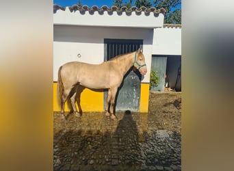 PRE, Stallion, 5 years, 16 hh, Perlino