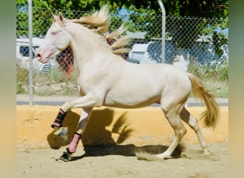 PRE Mix, Stallion, 5 years, 16 hh, Perlino