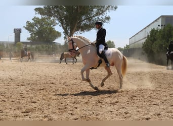 PRE, Stallion, 5 years, 16 hh, Perlino