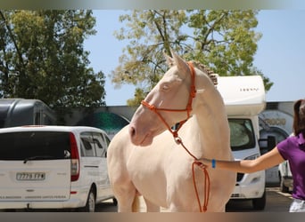 PRE, Stallion, 5 years, 16 hh, Perlino