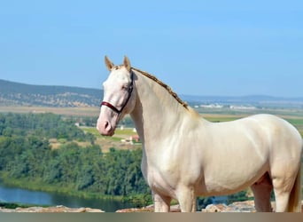 PRE, Stallion, 5 years, 16 hh, Perlino