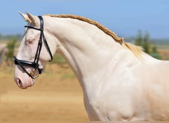 PRE, Stallion, 5 years, 16 hh, Perlino