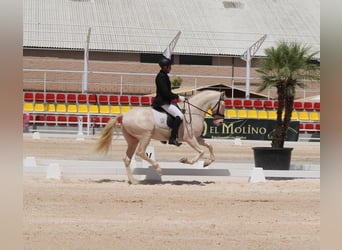 PRE, Stallion, 5 years, 16 hh, Perlino