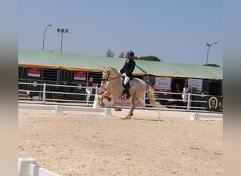 PRE, Stallion, 5 years, 16 hh, Perlino