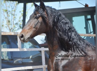 PRE, Stallion, 5 years, 16 hh, Smoky-Black