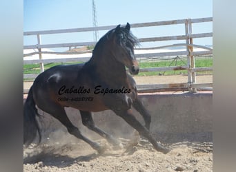 PRE, Stallion, 5 years, 16 hh, Smoky-Black