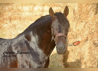 PRE, Stallion, 5 years, 16 hh, Smoky-Black