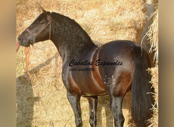 PRE, Stallion, 5 years, 16 hh, Smoky-Black