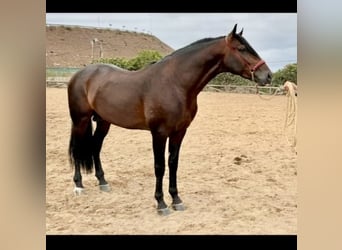 PRE Mix, Stallion, 5 years, 16,1 hh, Bay-Dark