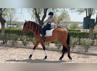 PRE, Stallion, 5 years, 16,1 hh, Brown