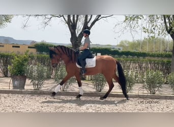 PRE, Stallion, 5 years, 16,1 hh, Brown