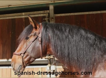 PRE Mix, Stallion, 5 years, 16,1 hh, Brown
