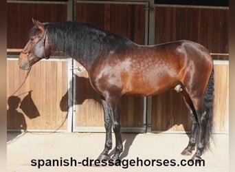 PRE Mix, Stallion, 5 years, 16,1 hh, Brown
