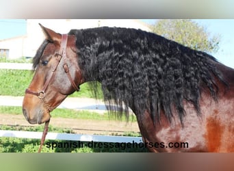 PRE Mix, Stallion, 5 years, 16,1 hh, Brown